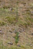 A very a-typical clone as it grew in a very shady spot.
