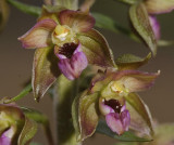 Flowers of that plant close-up.