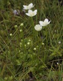 Parnassia palustris.