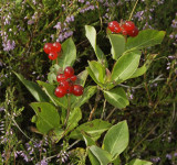 Lonicera periclymenum. Fruits.