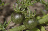 Solanum triflorum. Fruit.