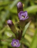 Gentianella amarella subsp. uliginosa.