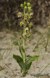 Typical plant.