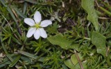 Spergularia media.