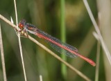Ceriagrion tenellum.