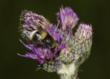 Volucella bombylans.