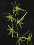 Angraecum calceolus.