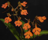 Habenaria rhodocheila.