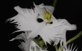 Habenaria radiata. 3 lipped mutant.