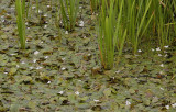 Hydrocharis morsus-ranae.