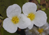 Hydrocharis morsus-ranae close-up.