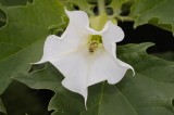 Datura stramonium. Flower.