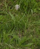 Plantago media.