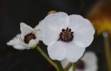 Sagittaria sagittifolia. Close-up.