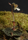 Anoectochilus sikkimensis. (Plant courtesy of Jac. Wubben)