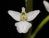 Ponthieva spec. bought as P. orchidioides.