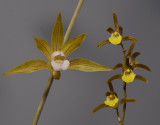 Tainia penangiana and T. laxiflora.