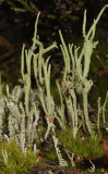 Cladonia subulata.