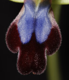 Ophrys iricolor lip Close-up.