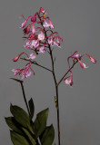 Epidendrum capricornu.