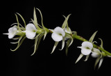 Oeoniella polystachys. Close.