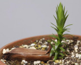 Araucaria angustifolia seedling.