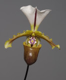 Paphiopedilum spicerianum. (Plant courtesy of Jac Wubben)