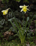 Narcissus pseudonarcissus subsp. pseudonarcissus.
