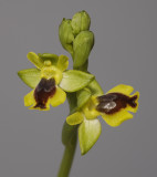 Ophrys sicula 