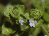 Veronica hederifolia. Close-up.