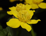 Caltha palustris. Close-up.