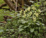 Primula elatior.