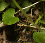Chrysoplenium alternifolium. Showing alternate foliage.