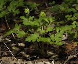 Adoxa moschatellina.