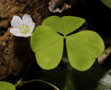 Oxalis acetosella. Close-up.