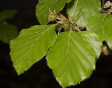 Fagus sylvatica. Female flowers.