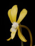 Neofinetia falcata 'Ogon-Maru'. Close-up.