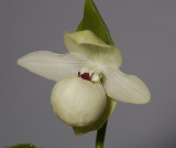 Cypripedium flavum album. Close-up.