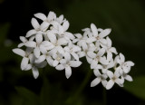 Galium odoratum. Close-up.