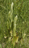 Himantoglossum hircinum. In bud.
