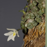 Constantia cipoensis.