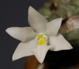 Constantia cipoensis.Close-up.