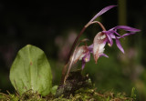 Calypso bulbosa var. occidentalis. Side.