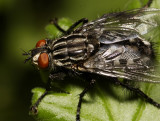 Fly. (Sarcophaga?)