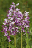 Orchis militaris with bee.