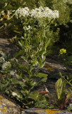 Lepidium draba.