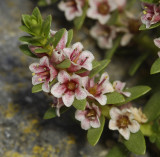Glaux maritima.Close-up.