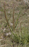 Triglochin maritima.