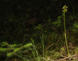 Corallorhiza trifida. In habitat.