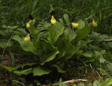 Cypripedium calceolus.